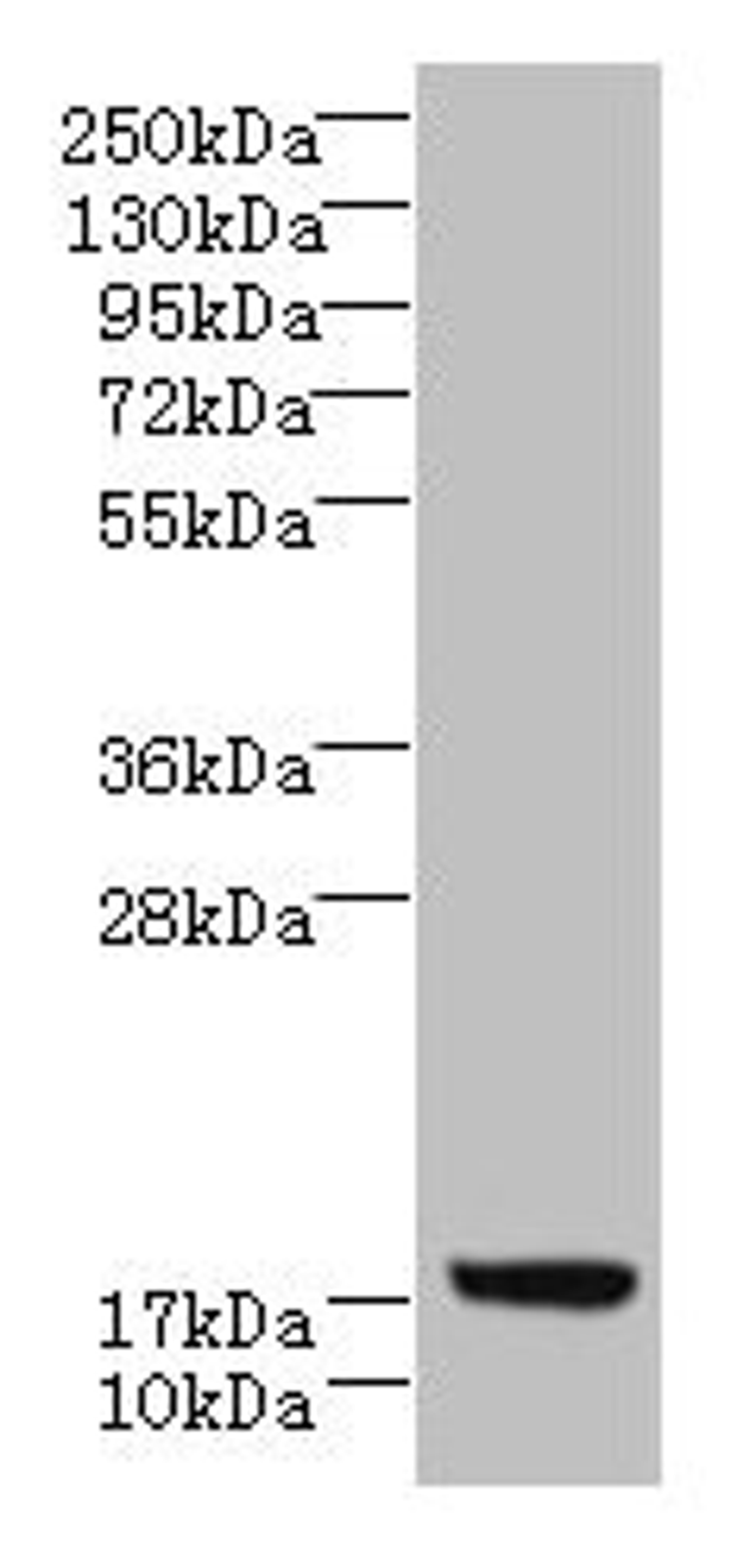 Western blot. All lanes: LLCFC1 antibody at 3.5µg/ml + K562 whole cell lysate. Secondary. Goat polyclonal to rabbit IgG at 1/10000 dilution. Predicted band size: 14, 5, 17 kDa. Observed band size: 17 kDa