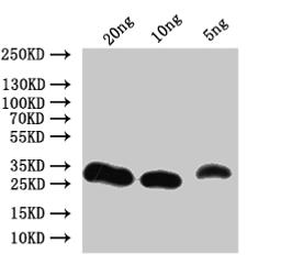 Western Blot. Positive WB detected in: recombinant protein. All lanes:Non-specific lipid-transfer Antibody at 1:1000. Secondary. Goat polyclonal to rabbit IgG at 1/50000 dilution. Predicted band size: 24.6 kDa. Observed band size: 28 kDa. 