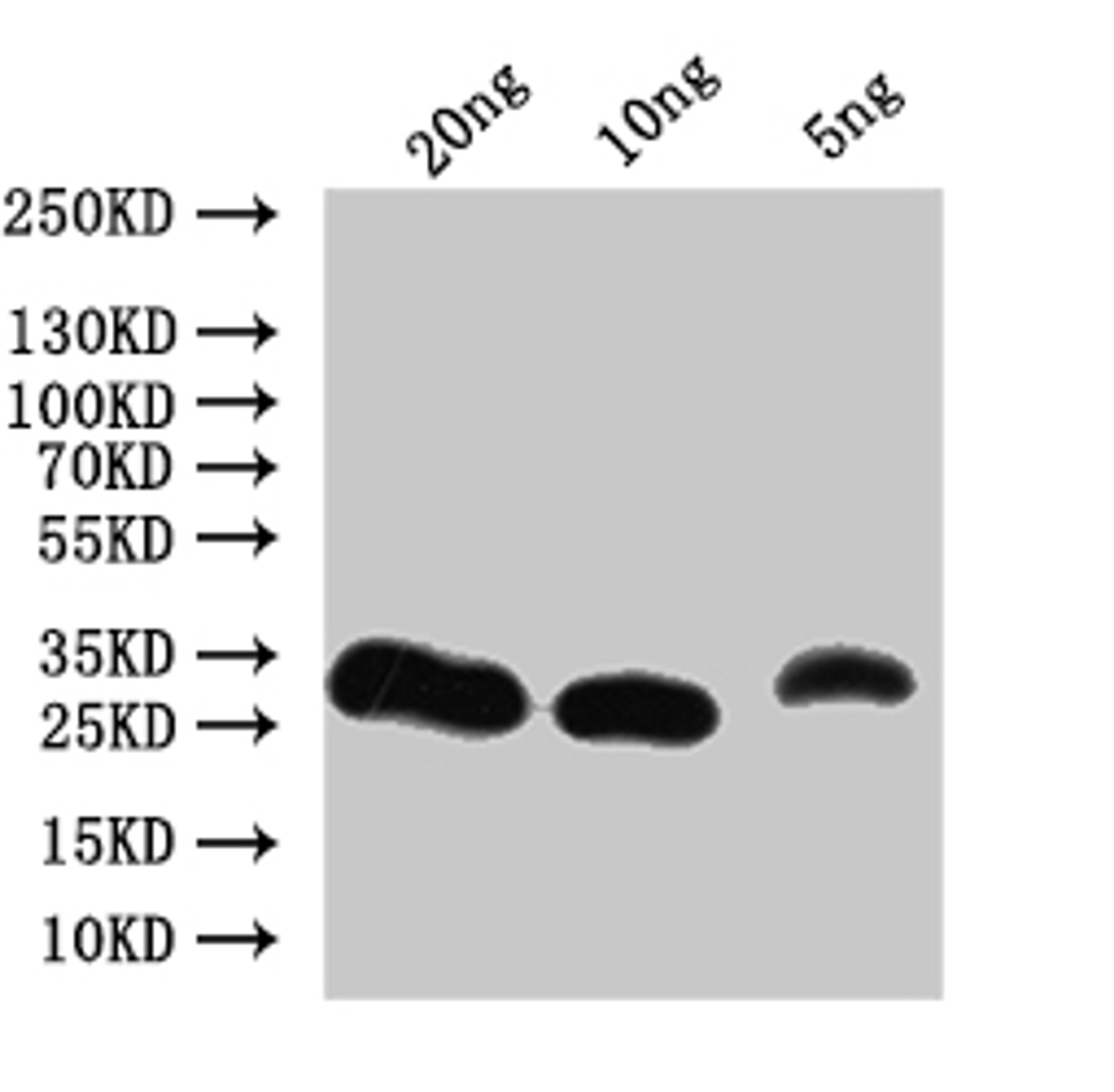 Western Blot. Positive WB detected in: recombinant protein. All lanes:Non-specific lipid-transfer Antibody at 1:1000. Secondary. Goat polyclonal to rabbit IgG at 1/50000 dilution. Predicted band size: 24.6 kDa. Observed band size: 28 kDa. 