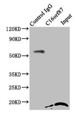 Immunoprecipitating C16orf87 in HepG2 whole cell lysate. Lane 1: Rabbit control IgG instead of CSB-PA764800LA01HU in HepG2 whole cell lysate. For western blotting, a HRP-conjugated Protein G antibody was used as the secondary antibody (1/2000). Lane 2: CSB-PA764800LA01HU (8µg) + HepG2 whole cell lysate (500µg). Lane 3: HepG2 whole cell lysate (10µg)