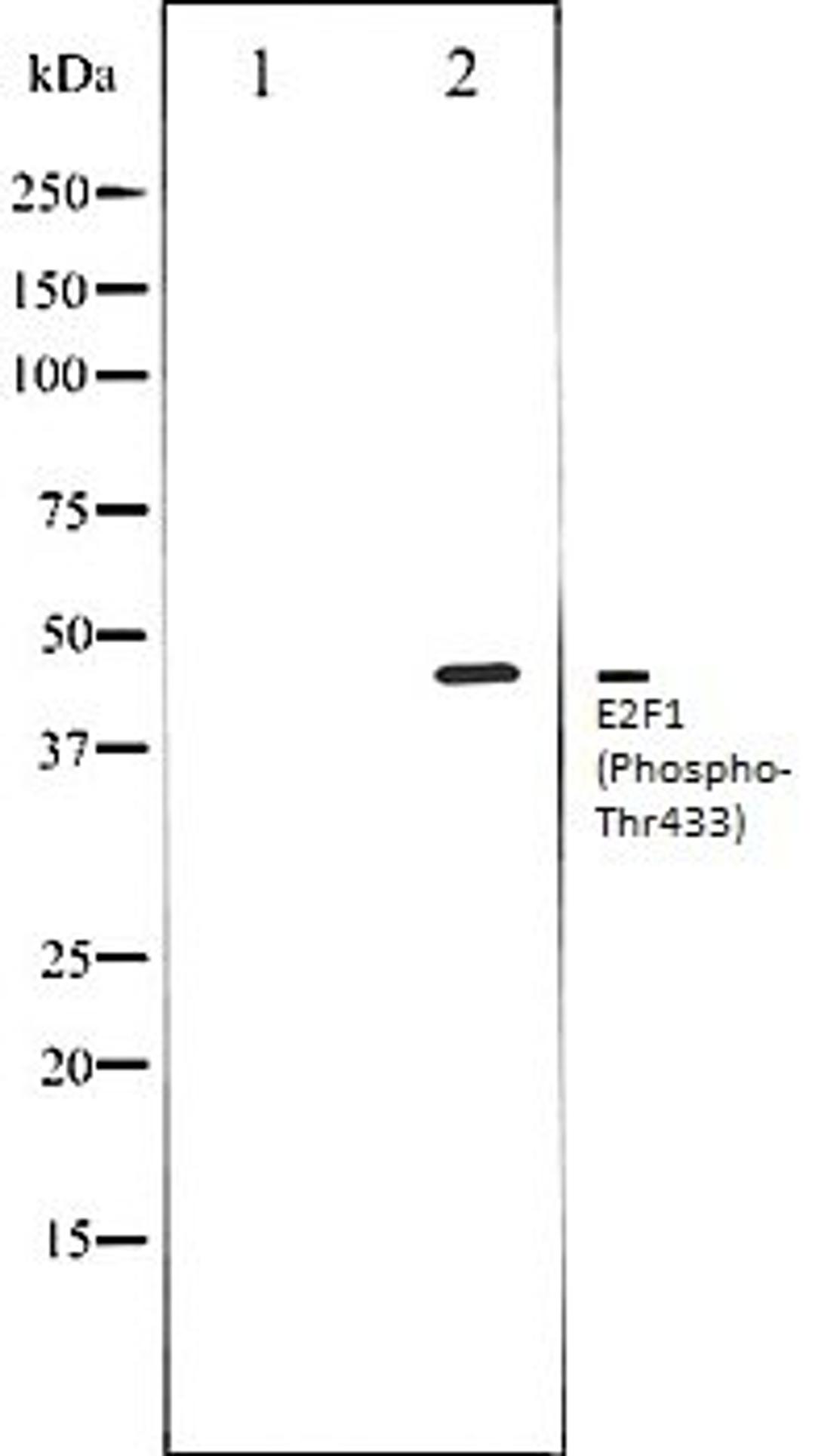 Western blot analysis of HeLa whole cell lysates using E2F1 (Phospho-Thr433) antibody, The lane on the left is treated with the antigen-specific peptide.