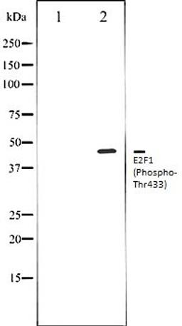 Western blot analysis of HeLa whole cell lysates using E2F1 (Phospho-Thr433) antibody, The lane on the left is treated with the antigen-specific peptide.