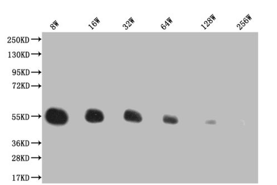 Western Blot. Positive WB detected in: 200ng recombinant protein with His tagHis antibody at 1:8w, 1:16w, 1:32w, 1:64w, 1:128w, 1:256w. Secondary. Goat polyclonal to mouse IgG at 1/50000 dilution. Predicted band size: 43.4 KDa. Observed band size: 43.4 KDa. Exposure time:5min