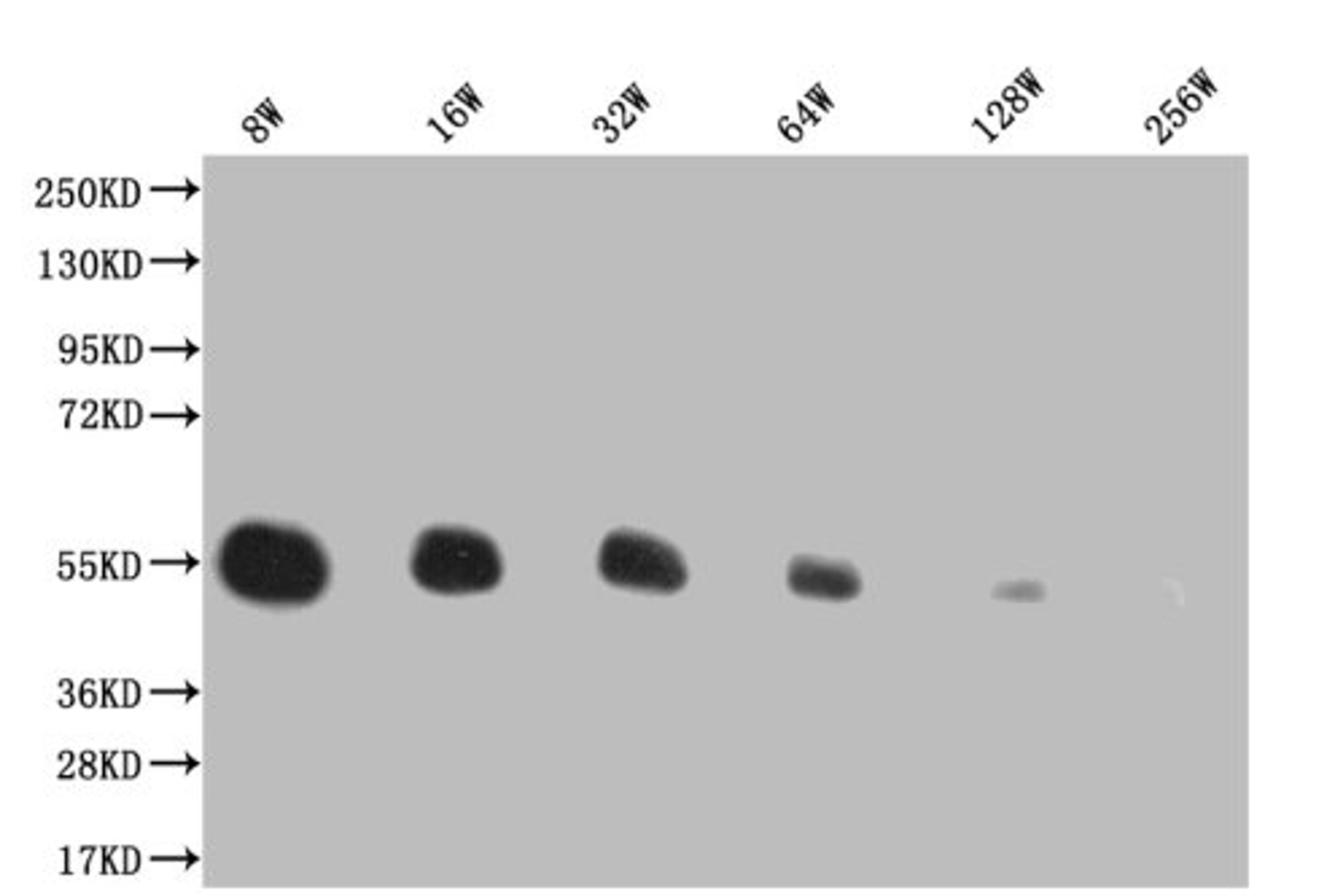 Western Blot. Positive WB detected in: 200ng recombinant protein with His tagHis antibody at 1:8w, 1:16w, 1:32w, 1:64w, 1:128w, 1:256w. Secondary. Goat polyclonal to mouse IgG at 1/50000 dilution. Predicted band size: 43.4 KDa. Observed band size: 43.4 KDa. Exposure time:5min