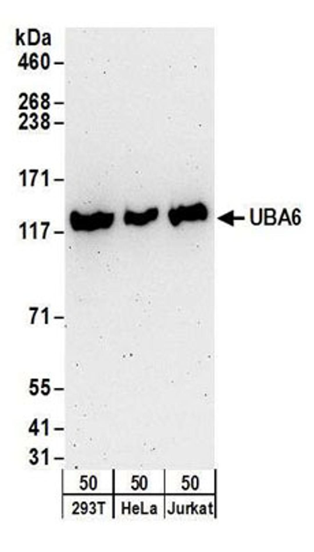 Detection of human UBA6 by western blot.