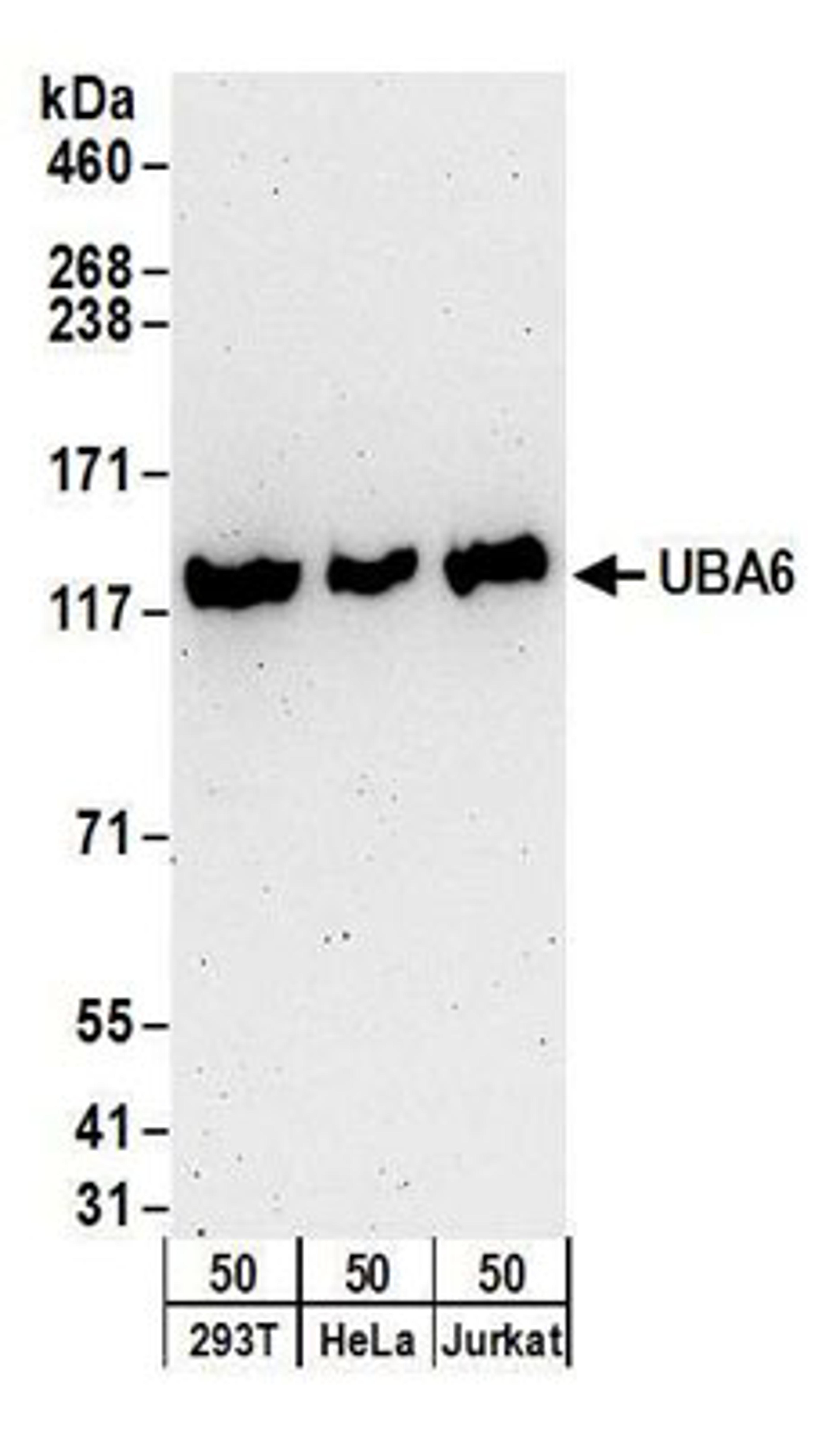 Detection of human UBA6 by western blot.