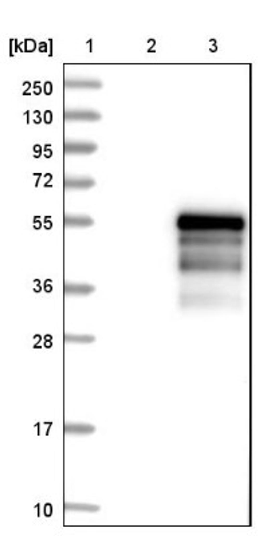 Western Blot: NeuroD1 Antibody [NBP1-88661] - Lane 1: Marker [kDa] 250, 130, 95, 72, 55, 36, 28, 17, 10<br/>Lane 2: Negative control (vector only transfected HEK293T lysate)<br/>Lane 3: Over-expression lysate (Co-expressed with a C-terminal myc-DDK tag (~3.1 kDa) in mammalian HEK293T cells, LY400891)