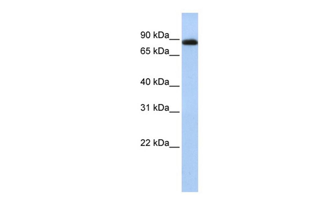 Antibody used in WB on Human HepG2 at 0.2-1 ug/ml.