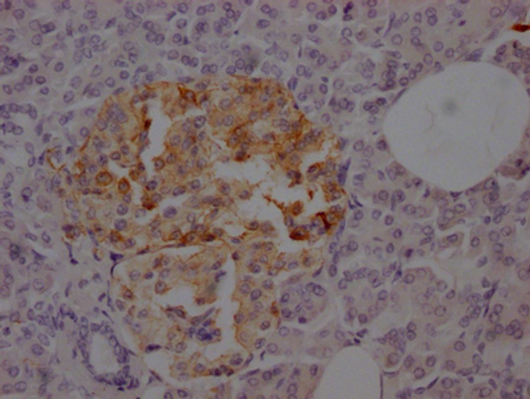 IHC image of CSB-RA827375A0HU diluted at 1:100 and staining in paraffin-embedded human pancreatic tissue performed on a Leica BondTM system. After dewaxing and hydration, antigen retrieval was mediated by high pressure in a citrate buffer (pH 6.0). Section was blocked with 10% normal goat serum 30min at RT. Then primary antibody (1% BSA) was incubated at 4℃ overnight. The primary is detected by a Goat anti-rabbit IgG polymer labeled by HRP and visualized using 0.05% DAB.