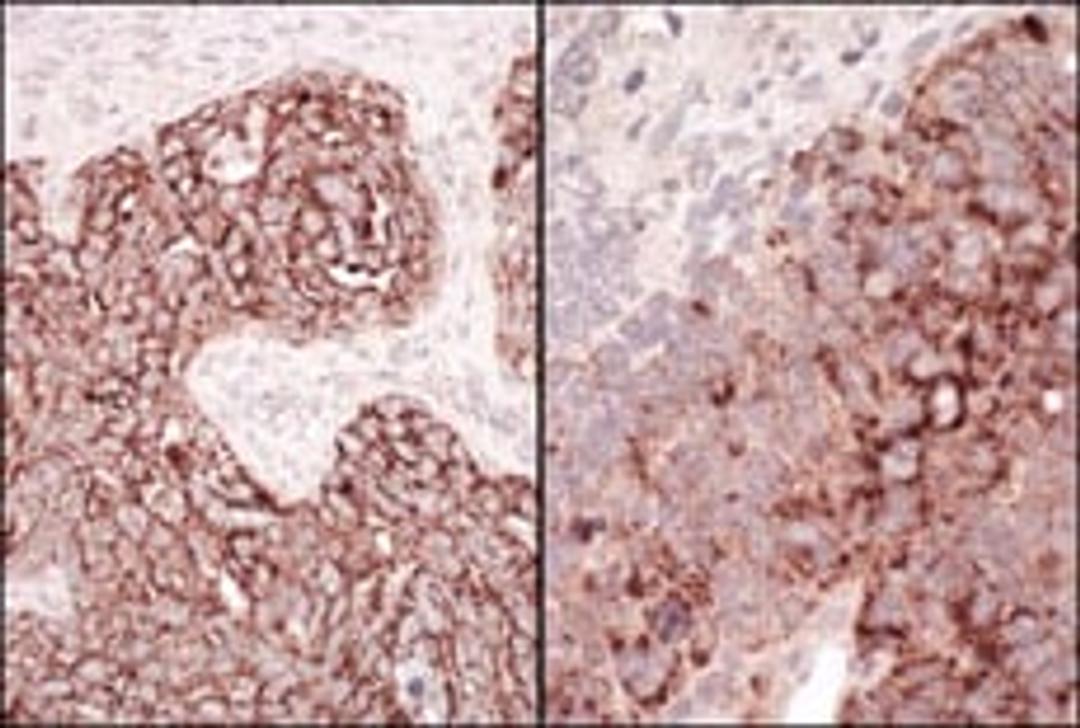 Detection of human and mouse HSP60 by immunohistochemistry.