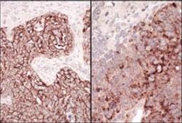 Detection of human and mouse HSP60 by immunohistochemistry.