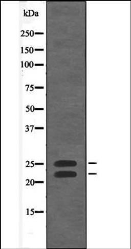 Western blot analysis of EGF treated 293 whole cell lysates using Bim -Phospho-Thr56/116- antibody