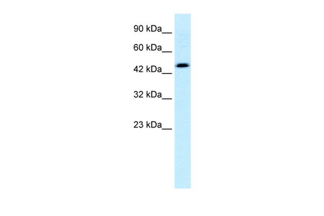 Antibody used in WB on Human HepG2 cells at 0.2-1 ug/ml.