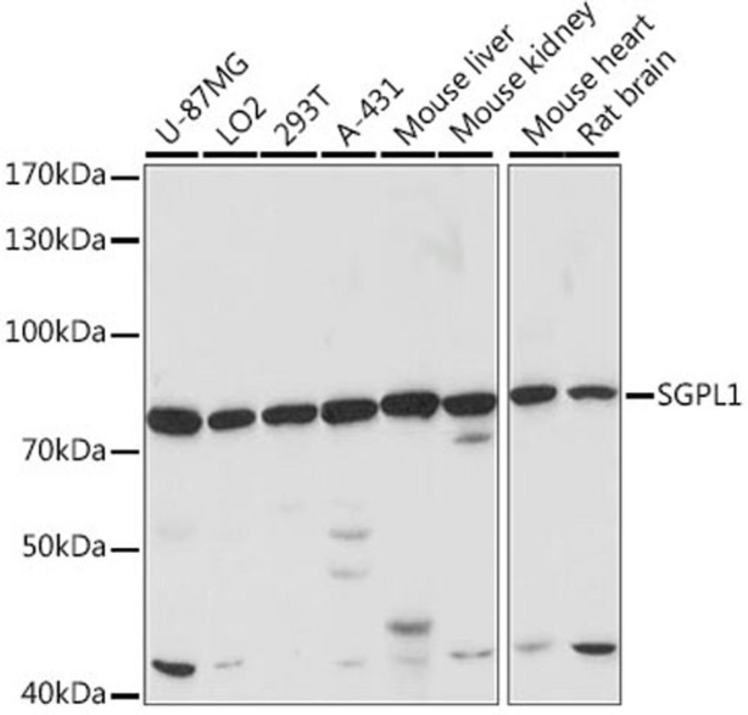 Western blot - SGPL1 antibody (A15745)