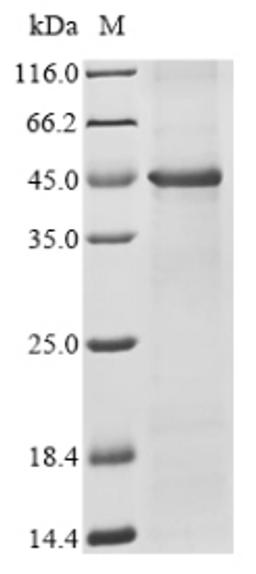 (Tris-Glycine gel) Discontinuous SDS-PAGE (reduced) with 5% enrichment gel and 15% separation gel.