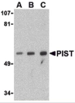 Western blot analysis of PIST in PC-3 cell lysate with PIST antibody at (A) 1, (B) 2 and (C) 4 μg/mL.