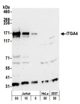 Detection of human and mouse ITGA4 by western blot.