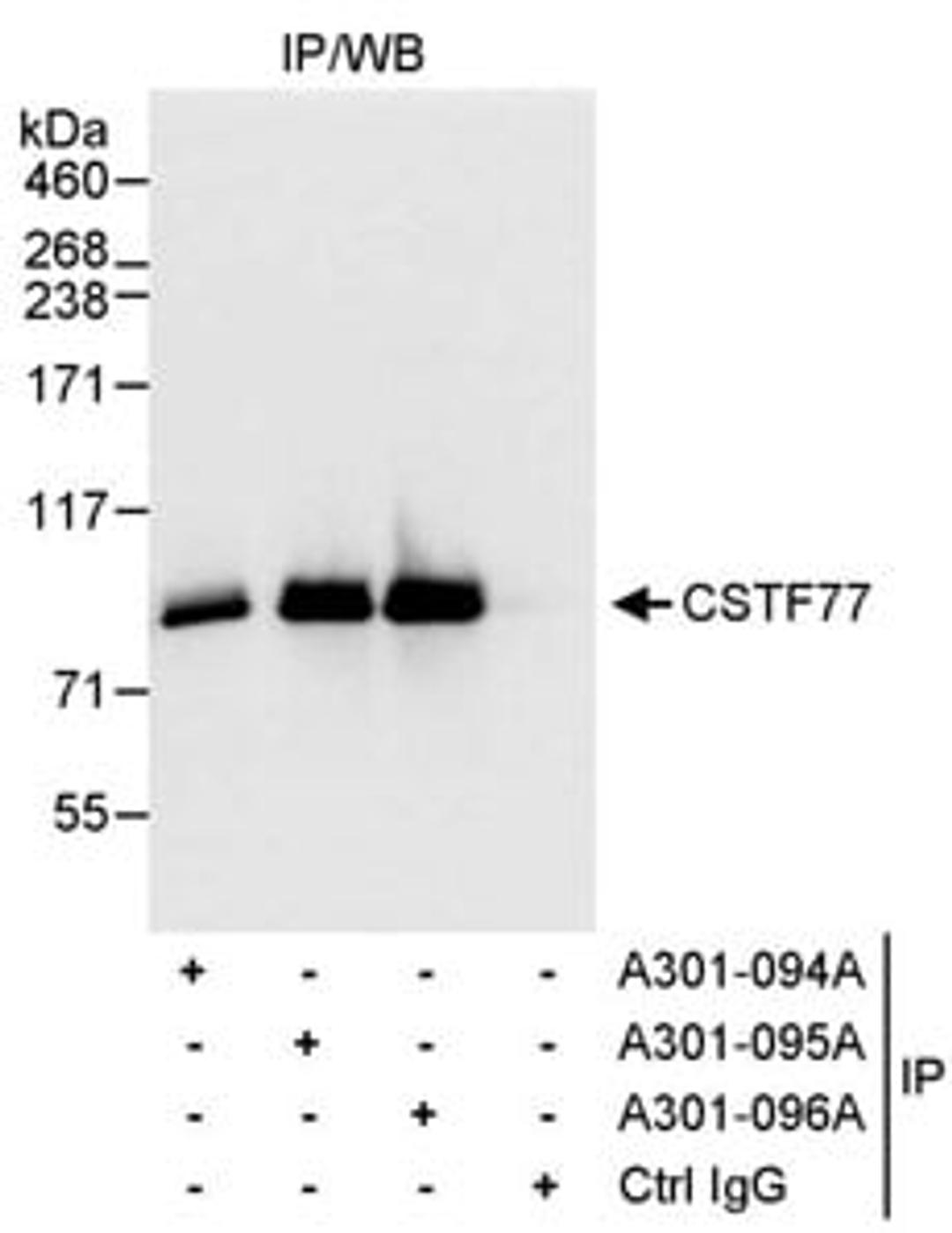 Detection of human CSTF77 by western blot of immunoprecipitates.