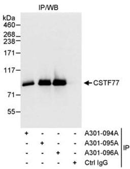 Detection of human CSTF77 by western blot of immunoprecipitates.