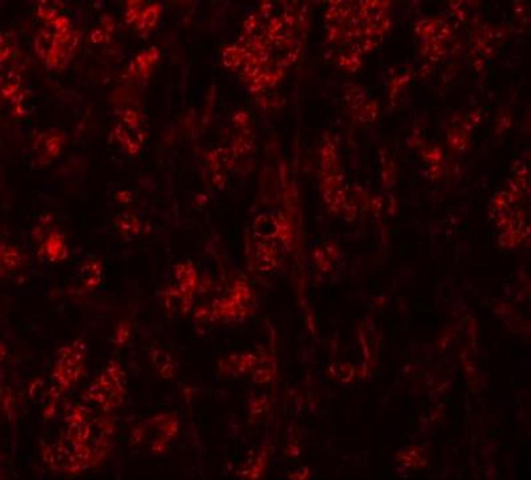 Immunocytochemistry/Immunofluorescence: ATP2C1 Antibody [NBP1-76566] - Immunofluorescence of ATP2C1 in mouse brain tissue with ATP2C1 antibody at 20 ug/mL.