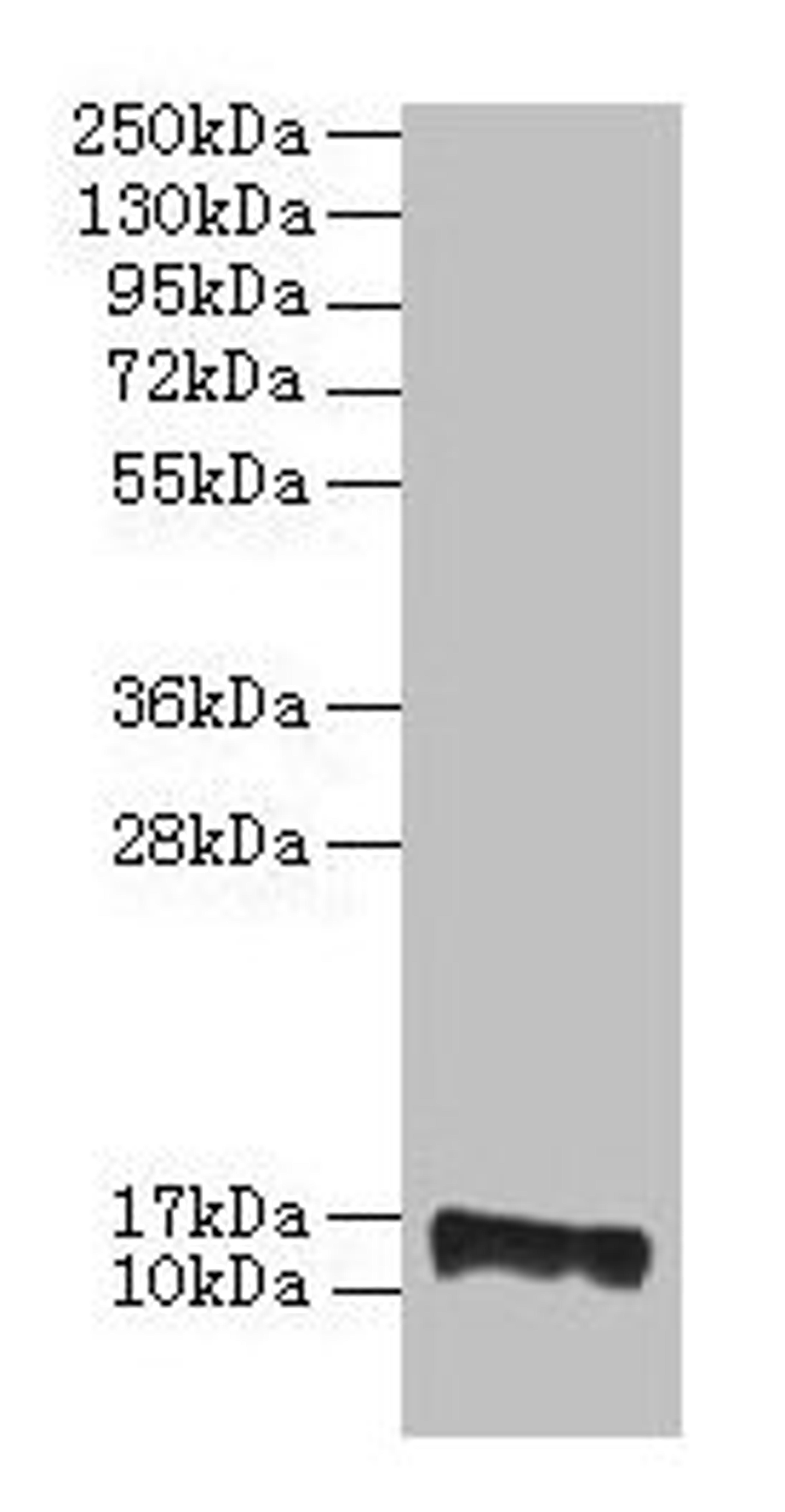 Western blot. All lanes: PMP2 antibody at 2µg/ml + EC109 whole cell lysate. Secondary. Goat polyclonal to rabbit IgG at 1/15000 dilution. Predicted band size: 15 kDa. Observed band size: 15 kDa