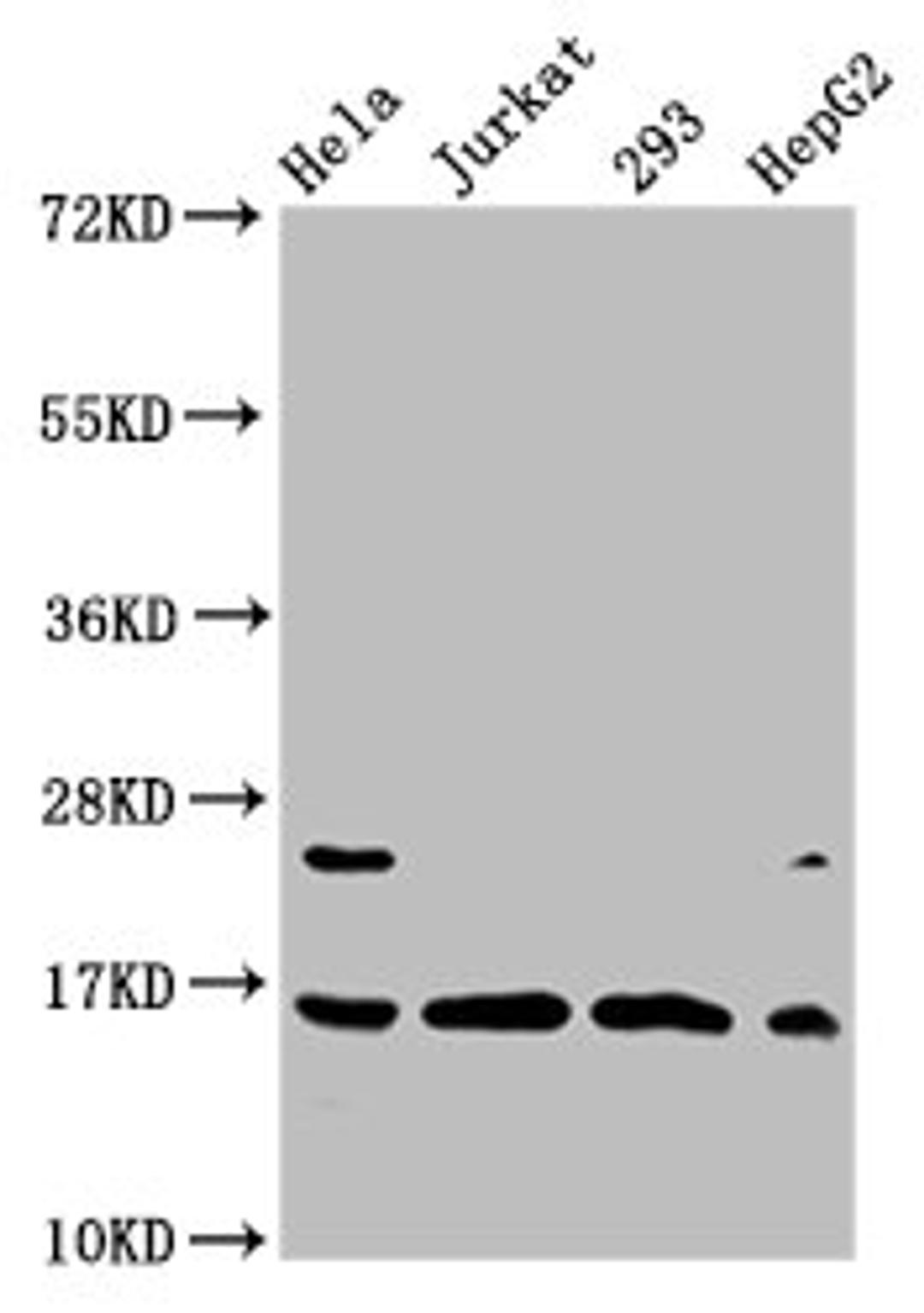 Western Blot. Positive WB detected in: Hela whole cell lysate, Jurkat whole cell lysate, 293 whole cell lysate, HepG2 whole cell lysate (treated by 30mM sodium crotonylate for 4h). All lanes: HIST1H3A antibody at 1.2µg/ml. Secondary. Goat polyclonal to rabbit IgG at 1/50000 dilution. Predicted band size: 16 kDa. Observed band size: 16 kDa