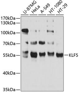 Western blot - KLF5 antibody (A2989)