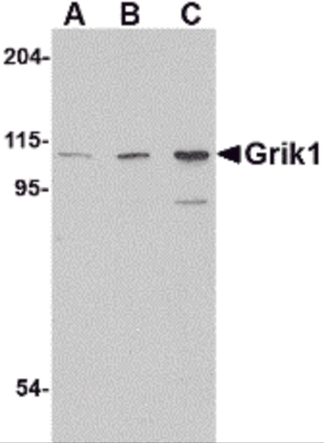 Western blot analysis of Grik1 in P815 cell lysate with Grik1 antibody at (A) 0.5, (B) 1 and (C) 2 μg/mL.