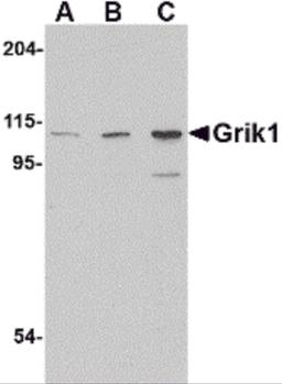 Western blot analysis of Grik1 in P815 cell lysate with Grik1 antibody at (A) 0.5, (B) 1 and (C) 2 μg/mL.