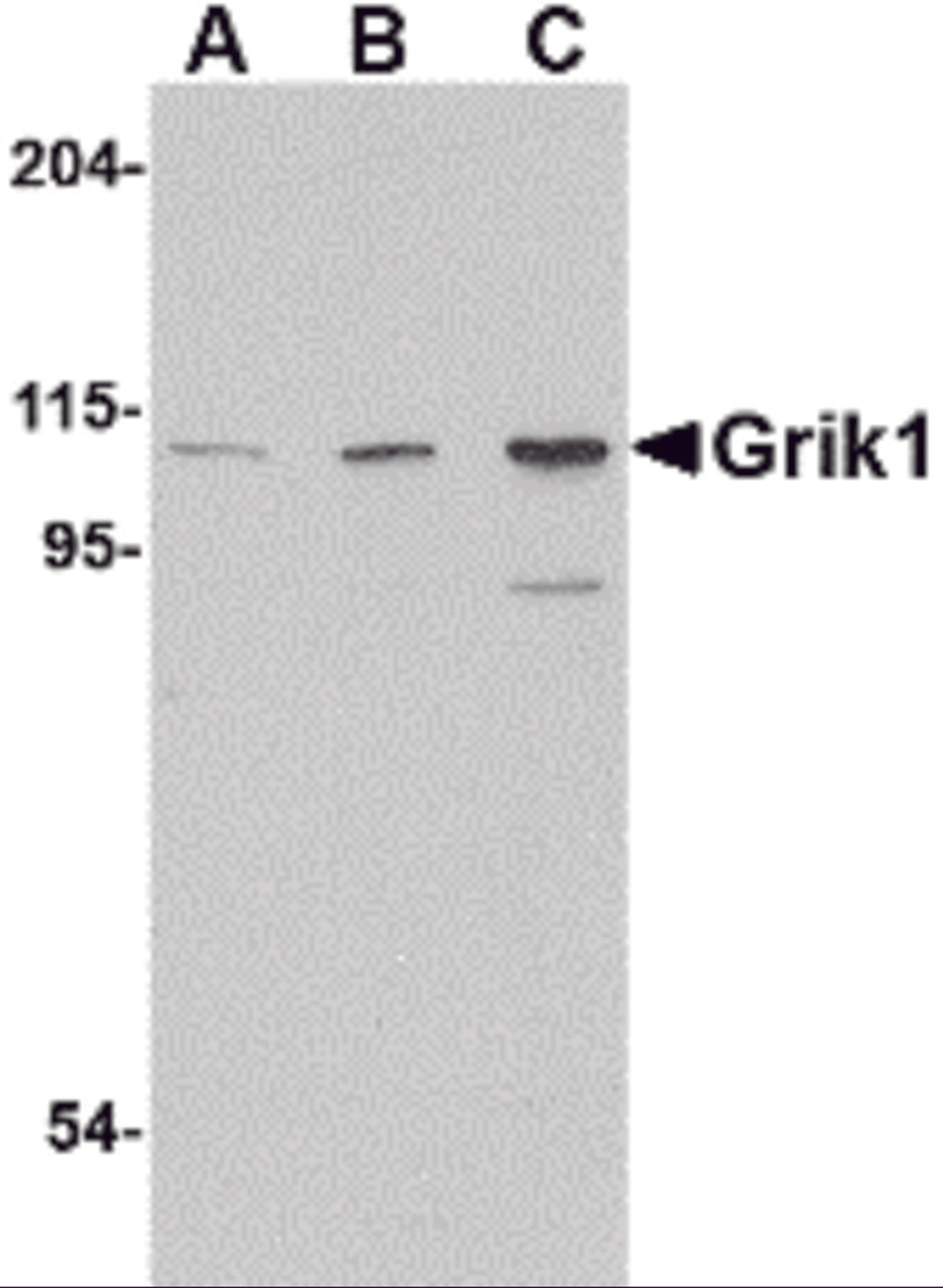 Western blot analysis of Grik1 in P815 cell lysate with Grik1 antibody at (A) 0.5, (B) 1 and (C) 2 μg/mL.