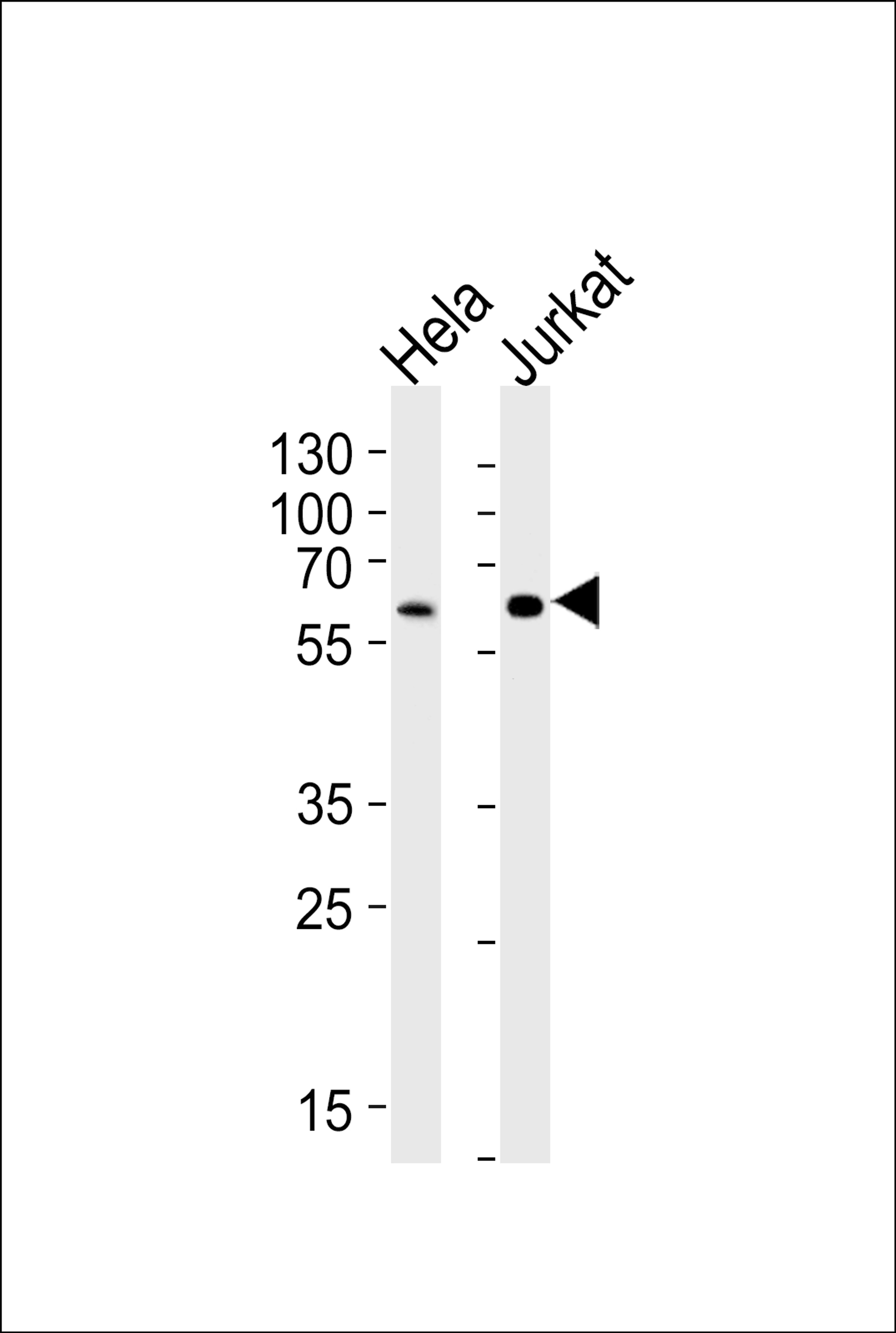 Western blot analysis of lysates from HeLa, Jurkat cell line (from left to right), using HPSE2 Antibody at 1:1000 at each lane.