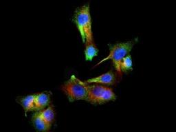 Immunocytochemistry/Immunofluorescence: PINK1 Antibody [NBP1-49678] - PINK1 antibody was tested in HepG2 cells with Dylight 488 (green). Nuclei and alpha-tubulin were counterstained with DAPI (blue) and Dylight 550 (red).