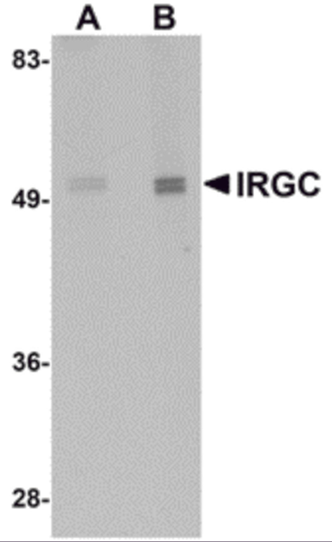 Western blot analysis of IRGC in mouse brain tissue lysate with IRGC antibody at (A) 1 and (B) 2 μg/mL.