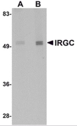 Western blot analysis of IRGC in mouse brain tissue lysate with IRGC antibody at (A) 1 and (B) 2 μg/mL.