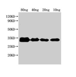 Western Blot. Positive WB detected in Recombinant protein. All lanes: nfuA antibody at 1:2000. Secondary. Goat polyclonal to rabbit IgG at 1/50000 dilution. Predicted band size: 25 kDa. Observed band size: 32 kDa.