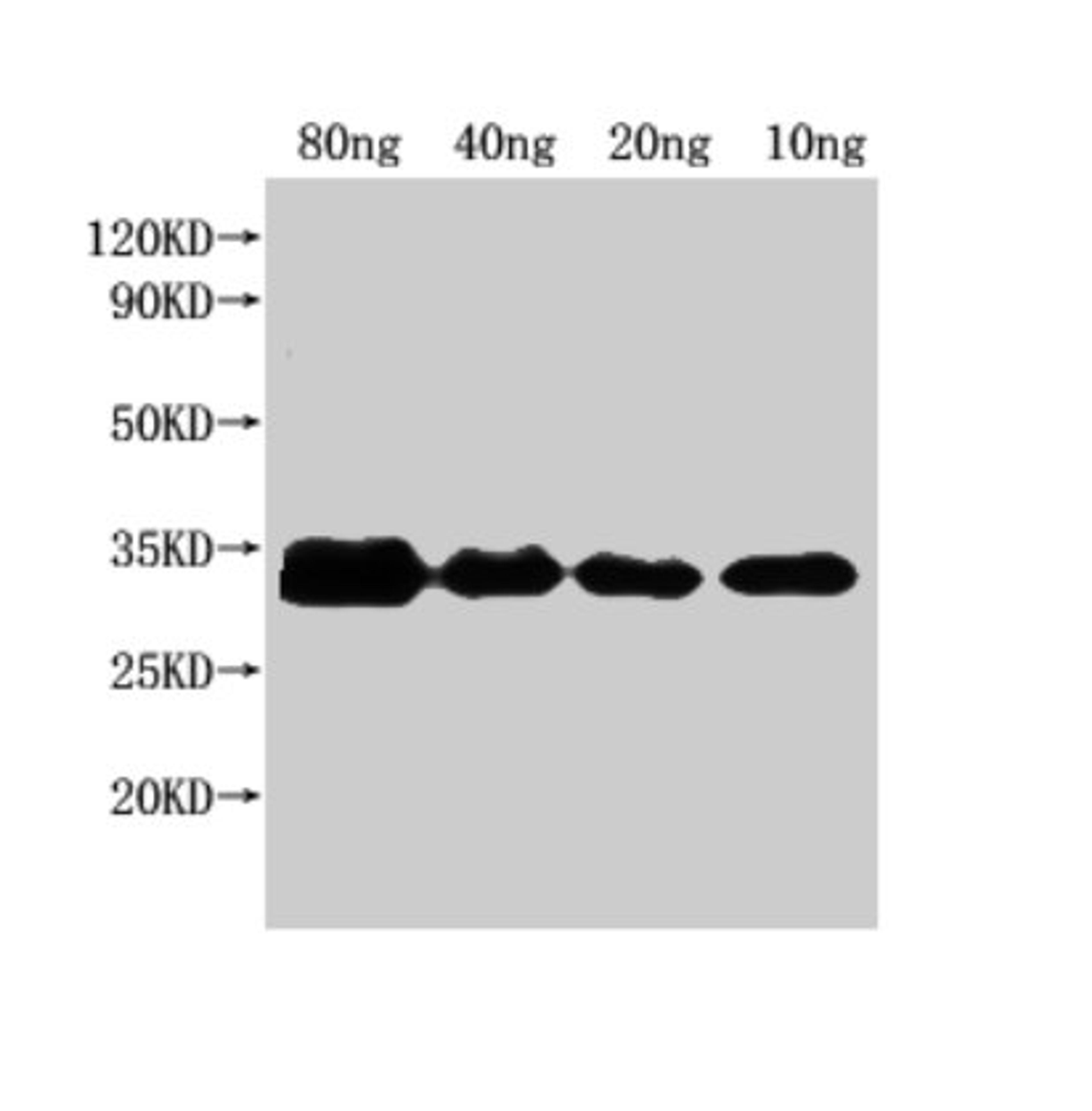 Western Blot. Positive WB detected in Recombinant protein. All lanes: nfuA antibody at 1:2000. Secondary. Goat polyclonal to rabbit IgG at 1/50000 dilution. Predicted band size: 25 kDa. Observed band size: 32 kDa.