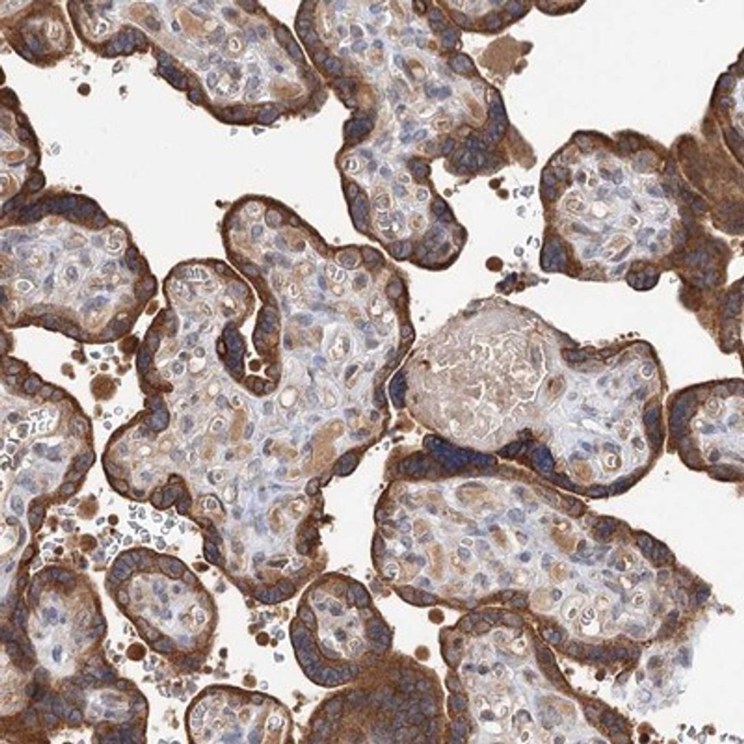 Immunohistochemistry-Paraffin: FBXW8 Antibody [NBP1-84715] - Staining of human placenta shows strong cytoplasmic positivity in trophoblastic cells.