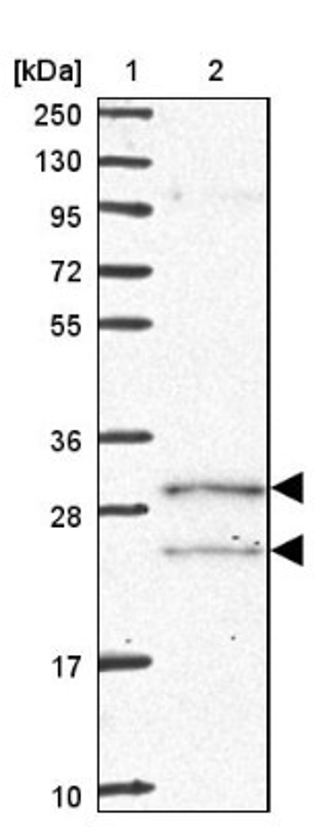 Western Blot: COQ5 Antibody [NBP2-13859] - Lane 1: Marker [kDa] 250, 130, 95, 72, 55, 36, 28, 17, 10<br/>Lane 2: Human cell line RT-4