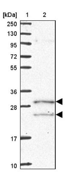 Western Blot: COQ5 Antibody [NBP2-13859] - Lane 1: Marker [kDa] 250, 130, 95, 72, 55, 36, 28, 17, 10<br/>Lane 2: Human cell line RT-4