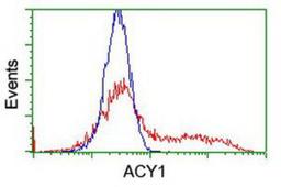 Flow Cytometry: Aminoacylase 1 Antibody (1D4) [NBP2-00970] - HEK293T cells transfected with either overexpression plasmid (Red) or empty vector control plasmid (Blue) were immunostained by anti-Aminoacylase 1 antibody, and then analyzed by flow cytometry.