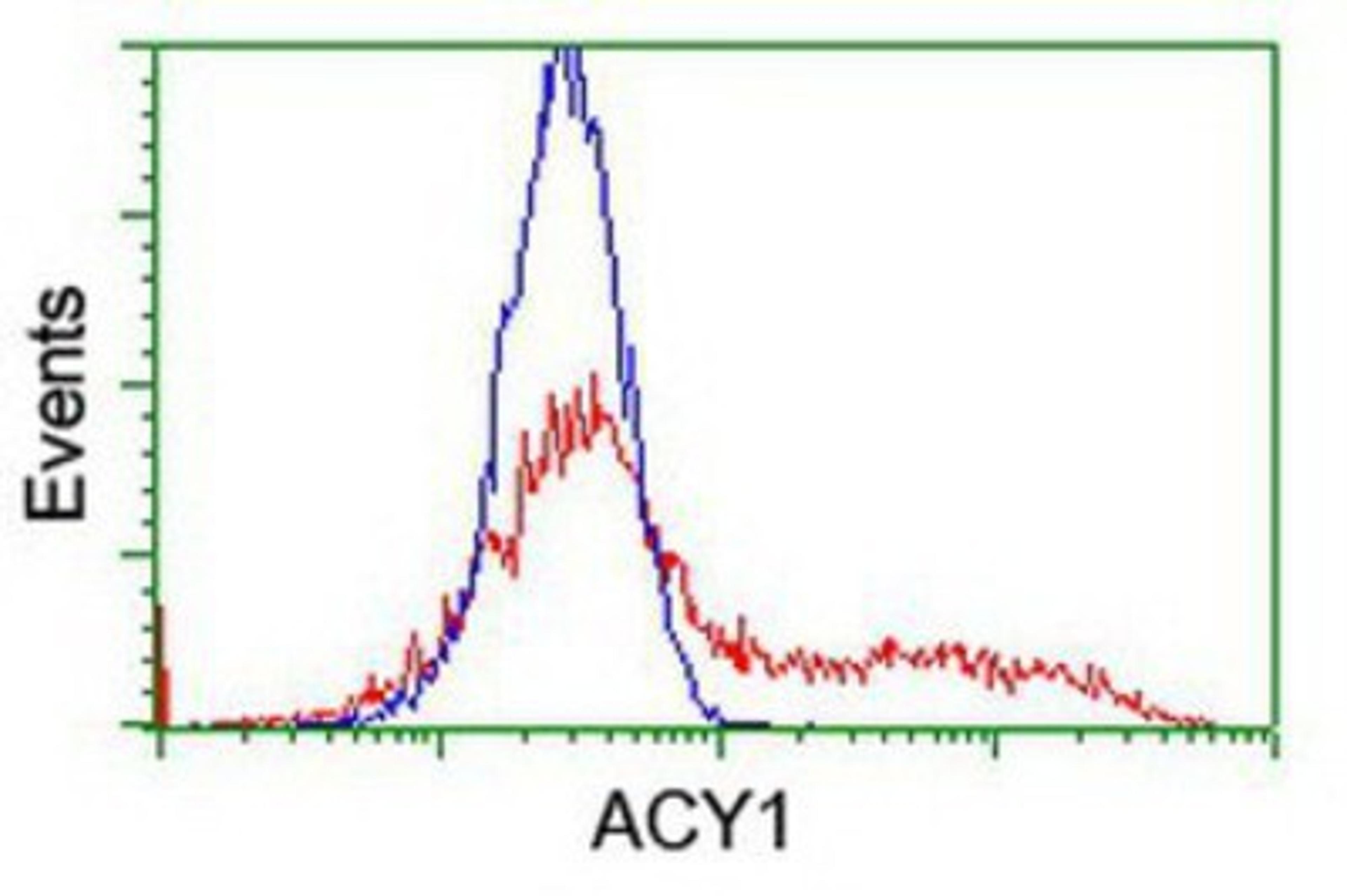 Flow Cytometry: Aminoacylase 1 Antibody (1D4) [NBP2-00970] - HEK293T cells transfected with either overexpression plasmid (Red) or empty vector control plasmid (Blue) were immunostained by anti-Aminoacylase 1 antibody, and then analyzed by flow cytometry.