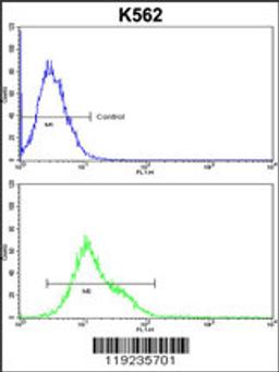 Flow cytometric analysis of k562 cells (bottom histogram) compared to a negative control cell (top histogram).FITC-conjugated goat-anti-rabbit secondary antibodies were used for the analysis.