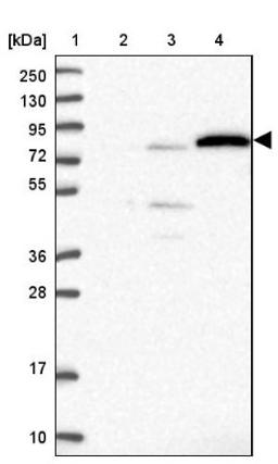 Western Blot: EXOC3L4 Antibody [NBP1-94124] - Lane 1: Marker [kDa] 250, 130, 95, 72, 55, 36, 28, 17, 10<br/>Lane 2: Human cell line RT-4<br/>Lane 3: Human cell line U-251MG sp<br/>Lane 4: Human plasma (IgG/HSA depleted)