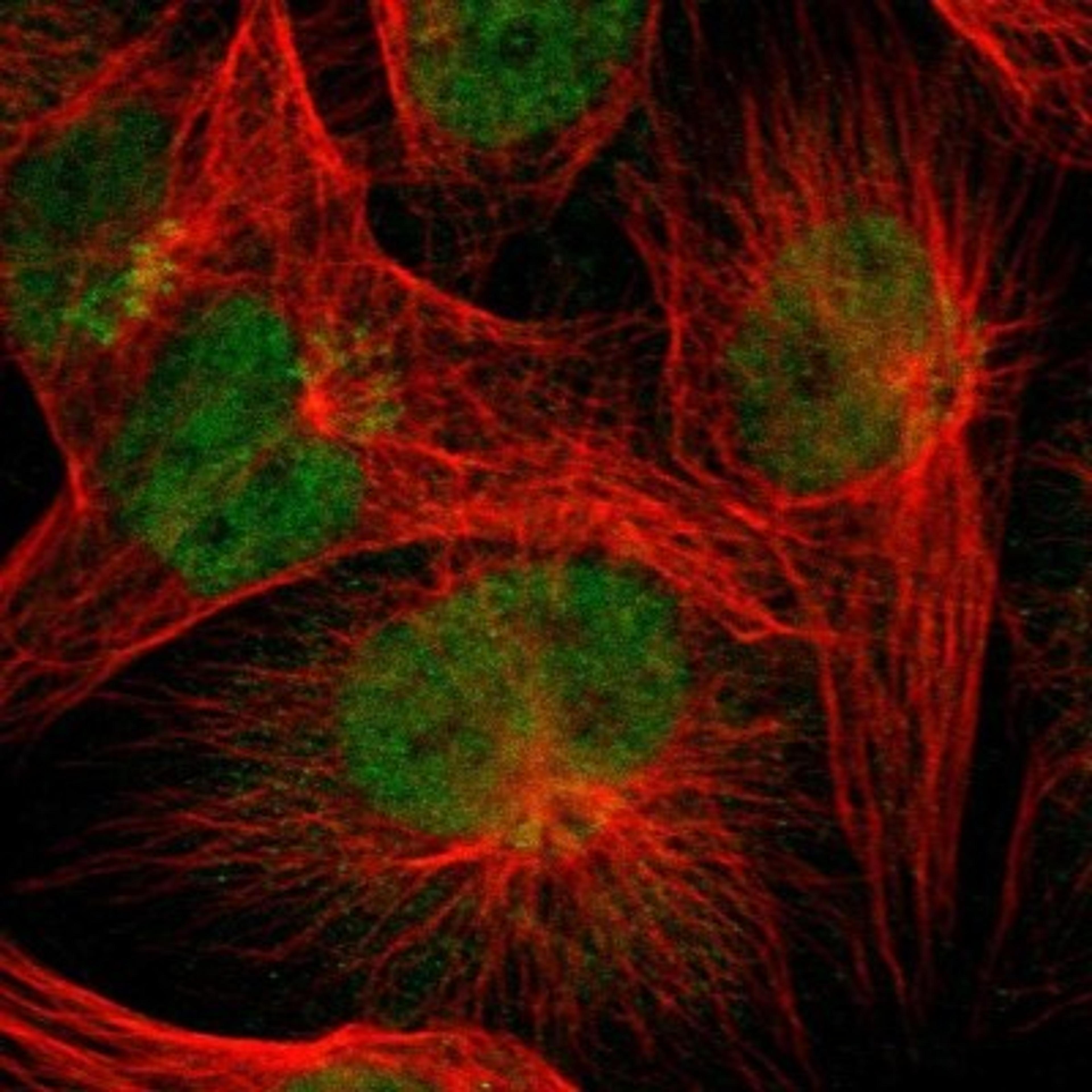 Immunocytochemistry/Immunofluorescence: RIBC2 Antibody [NBP1-86814] - Immunofluorescent staining of human cell line U-251MG shows positivity in nucleus but not nucleoli & golgi apparatus.