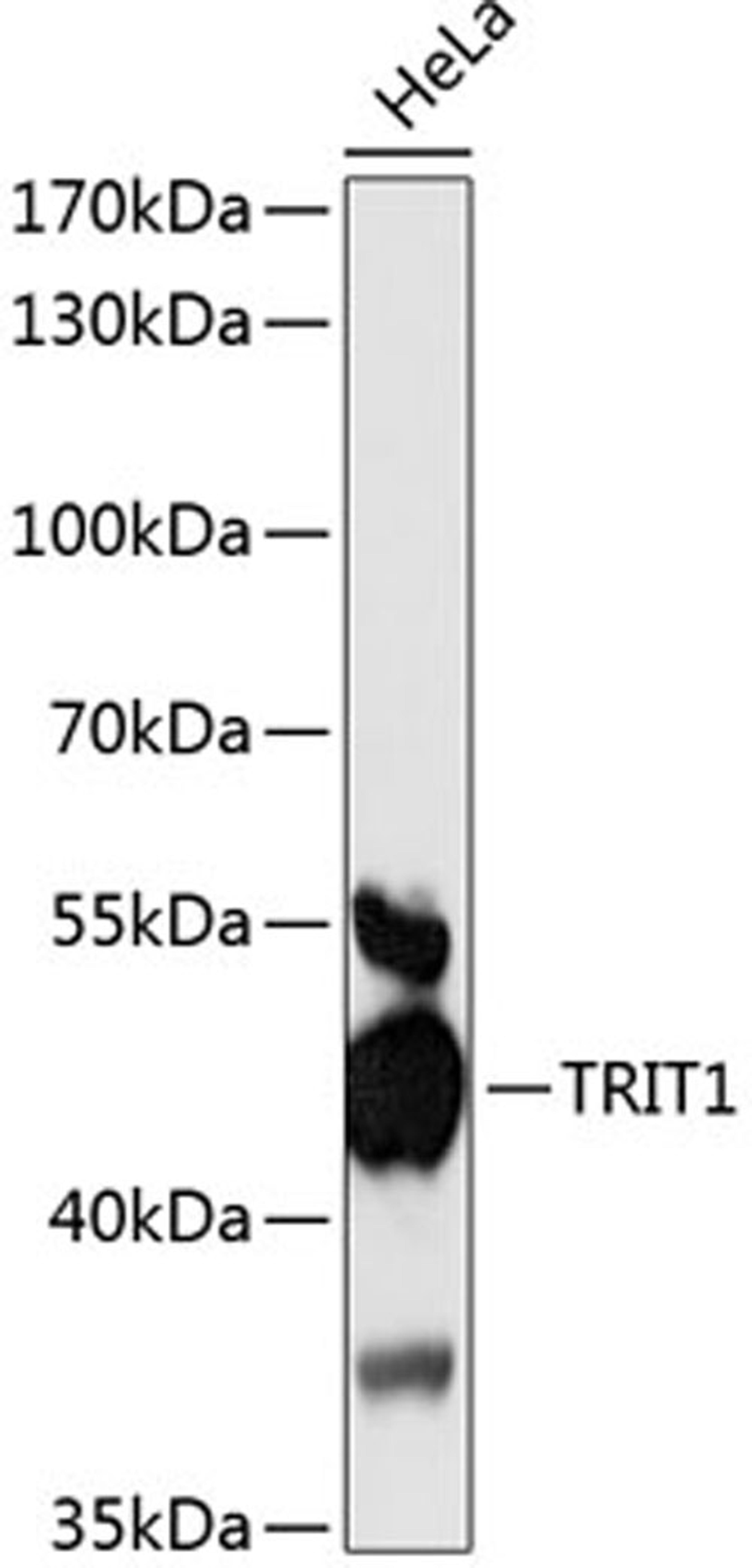 Western blot - TRIT1 antibody (A13100)