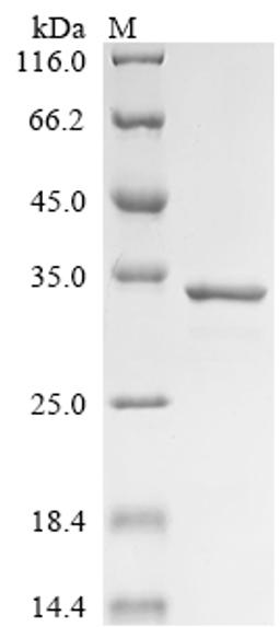 (Tris-Glycine gel) Discontinuous SDS-PAGE (reduced) with 5% enrichment gel and 15% separation gel.