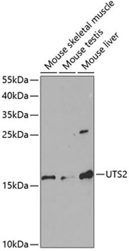 Western blot - UTS2 antibody (A5334)