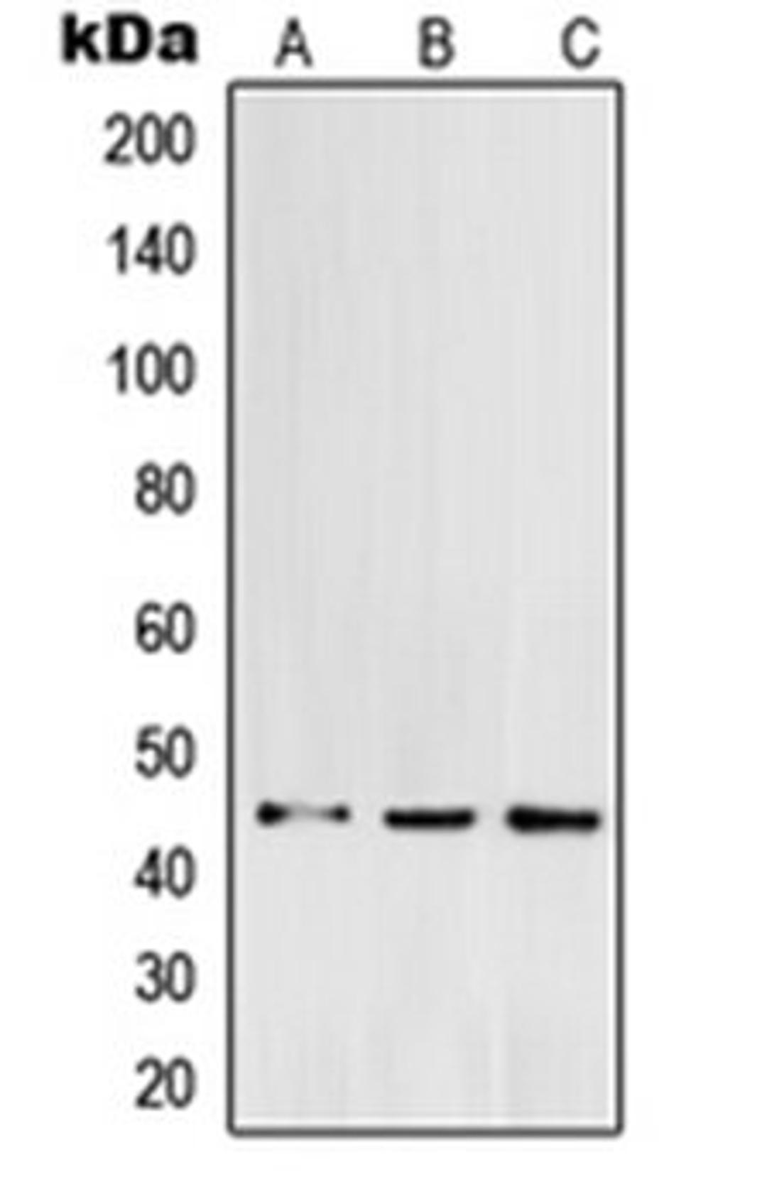 Western blot analysis of K562 (Lane 1), HCT116 (Lane 2), HeLa (Lane 3) whole cell lysates using POFUT1 antibody