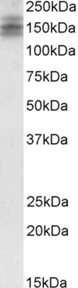 45-499 (2ug/ml) staining of Human Brain (Cerebellum) lysate (35ug protein in RIPA buffer). Primary incubation was 1 hour. Detected by chemiluminescence.