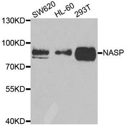 Western blot analysis of extracts of various cell lines using NASP antibody